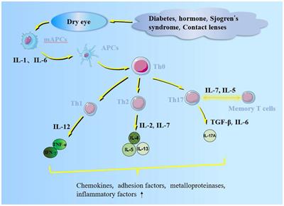 Frontiers Inflammation mechanism and anti inflammatory therapy